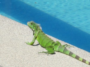 Peddy Roesli am Pool der Cabañas